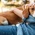 Dog wrapped in owner's hands