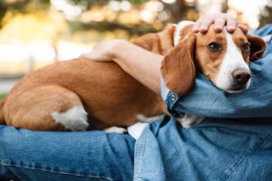 Dog wrapped in owner's hands