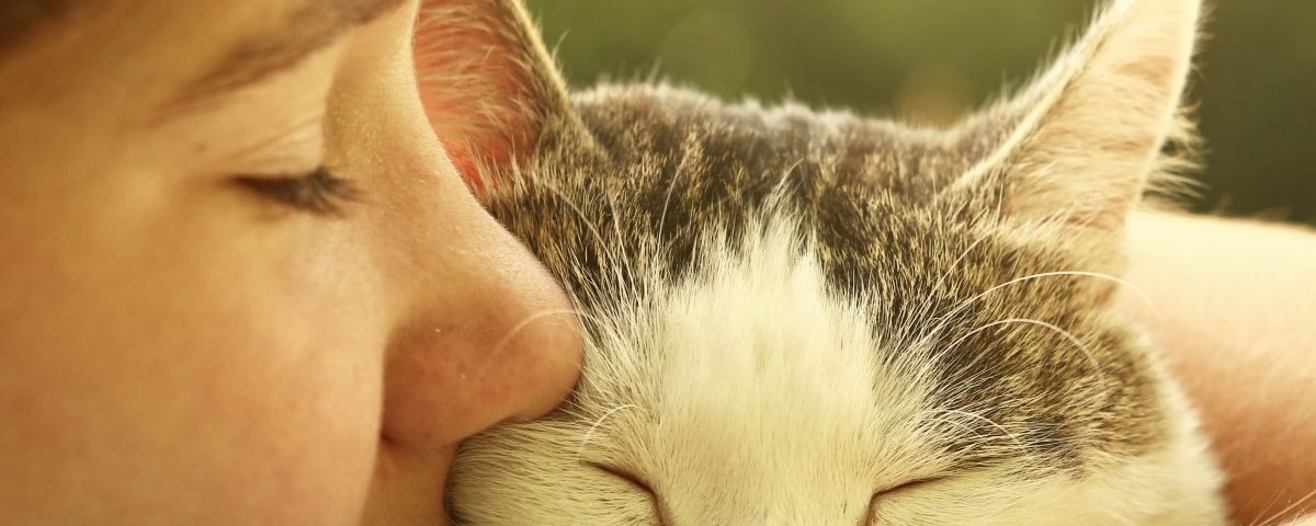 What You Must Understand About Cat Euthanasia Cloud 9 Vets