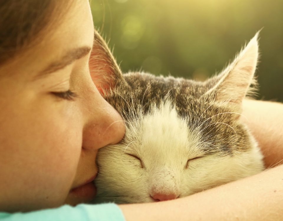 What You Must Understand About Cat Euthanasia