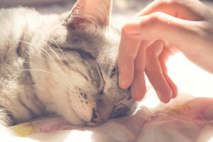 Cat having head stroked