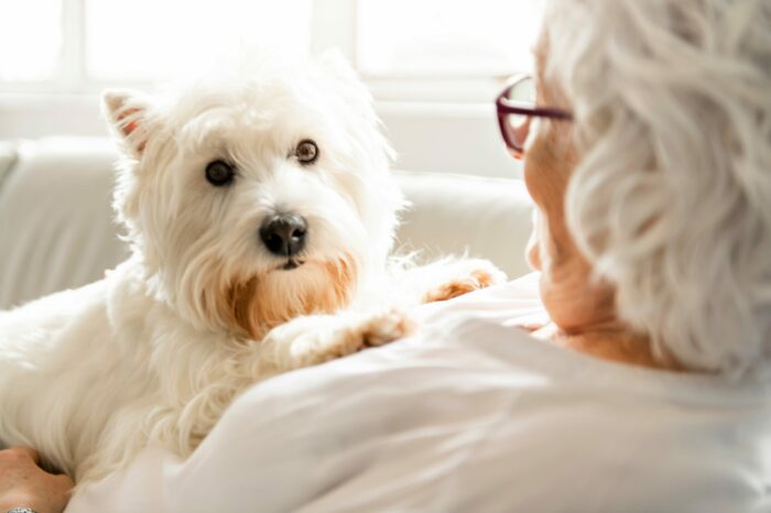 White dog sitting on woman's chest