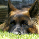 Dog laying on grass