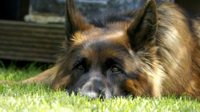 Dog laying on grass