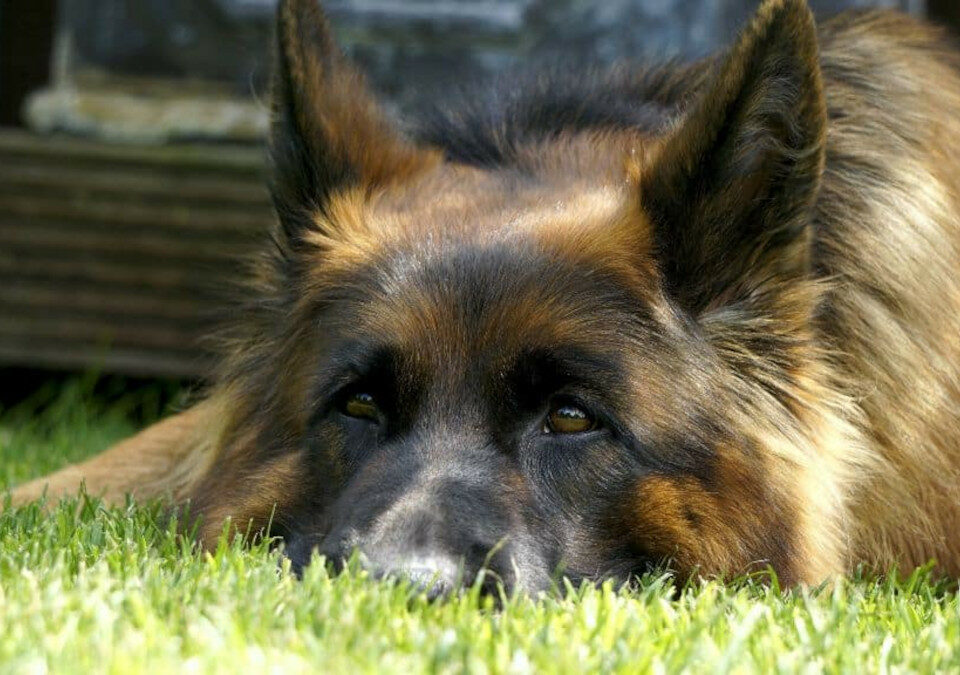dog laying down with ears up