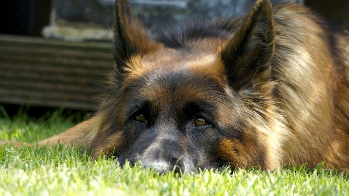 dog laying down with ears up