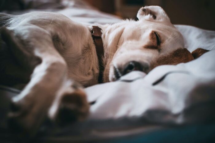 A closer look at Euthanizing A Dog With Dementia