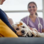 Dog with bow sat on woman's lap