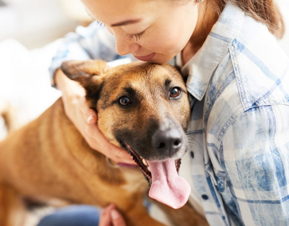 What is dog kidney failure