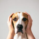 Hands covering ears of dog