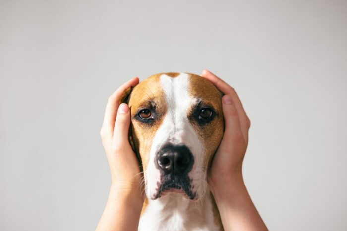 Hands covering ears of dog