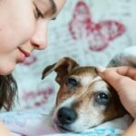 Dog under covers being stroked by girl