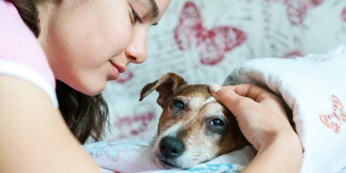 Dog under covers being stroked by girl