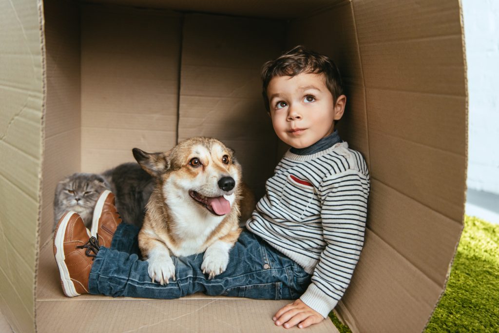 Boy, Dog and cat in cardboard box