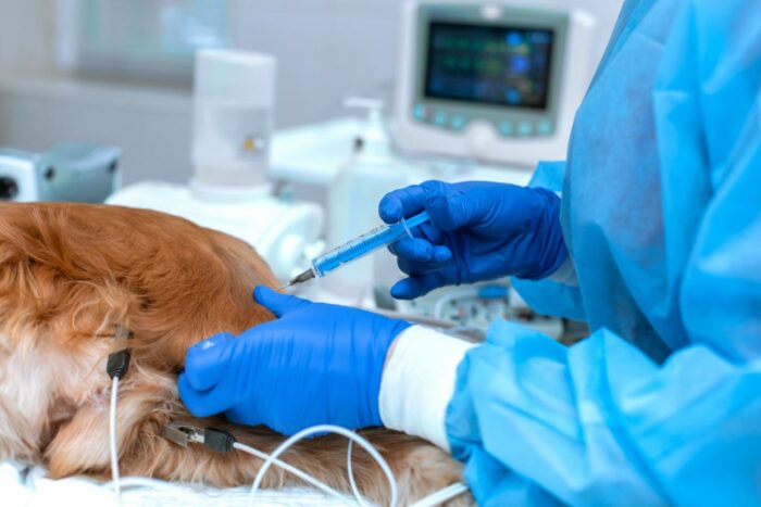 Ask Your Local Liverpool Vet - What is Kidney Failure in Dogs?