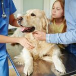 Dog with family being checked by vet