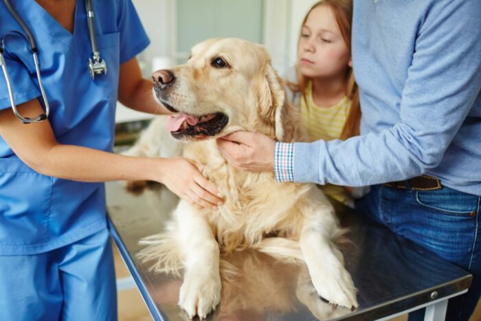 Dog with family being checked by vet