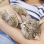 Cat being tickled in woman's arms