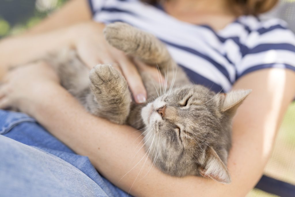 Cat being tickled in woman's arms