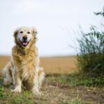 Dog in field