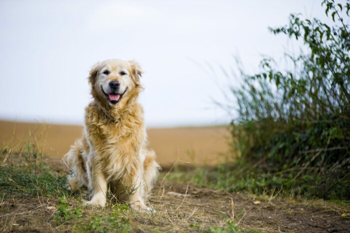 Dog in field