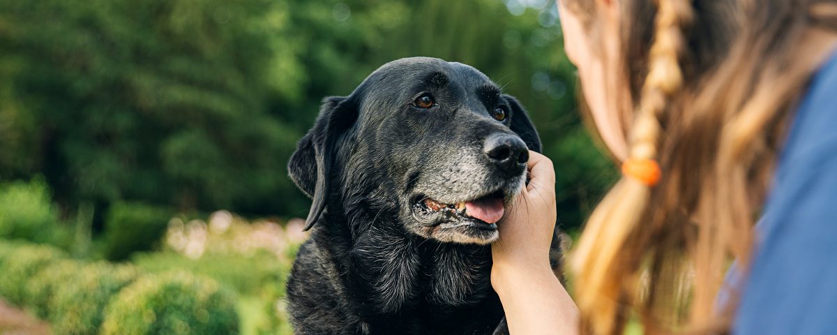 how to care for senior pets