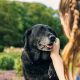 how to care for senior pets