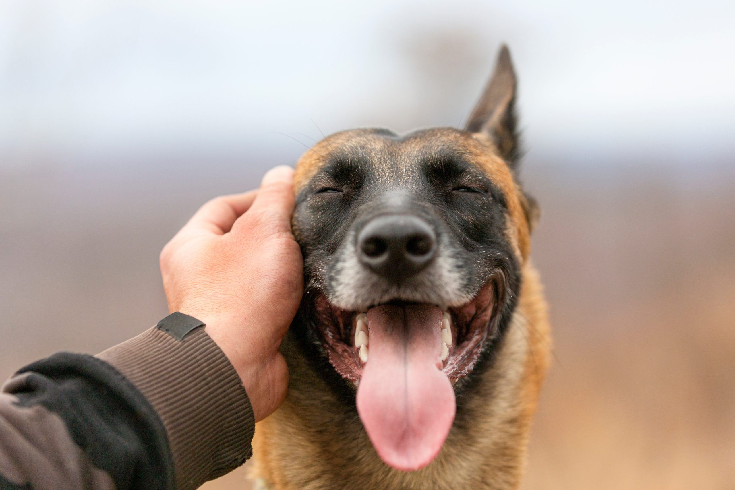 Stroking dog's ear