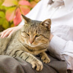 Cat sat on owner's lap