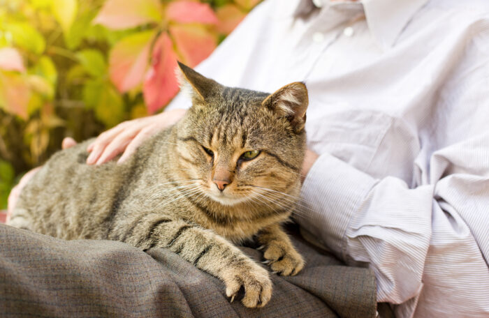 Cat sat on owner's lap