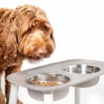 Dog in front of a bowl of food and water