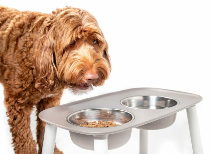 Dog in front of a bowl of food and water