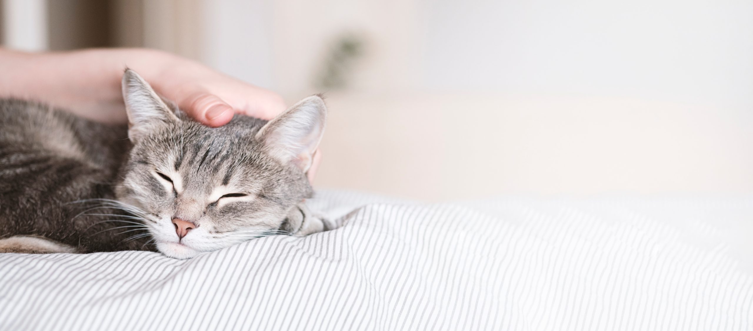 Cat having head stroked