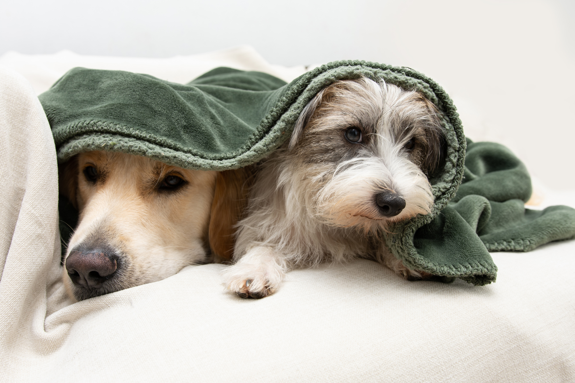 Two dogs huddled under blanket