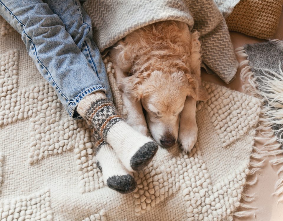 dog laying on blanket next to owners legs