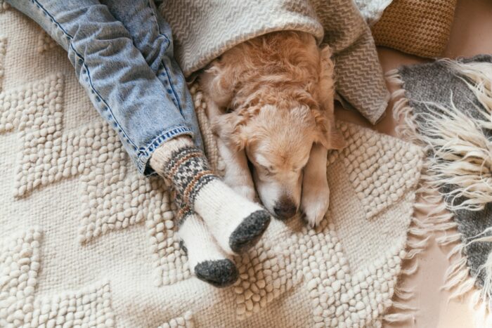 Dog sleeping at owner's feet under blanket