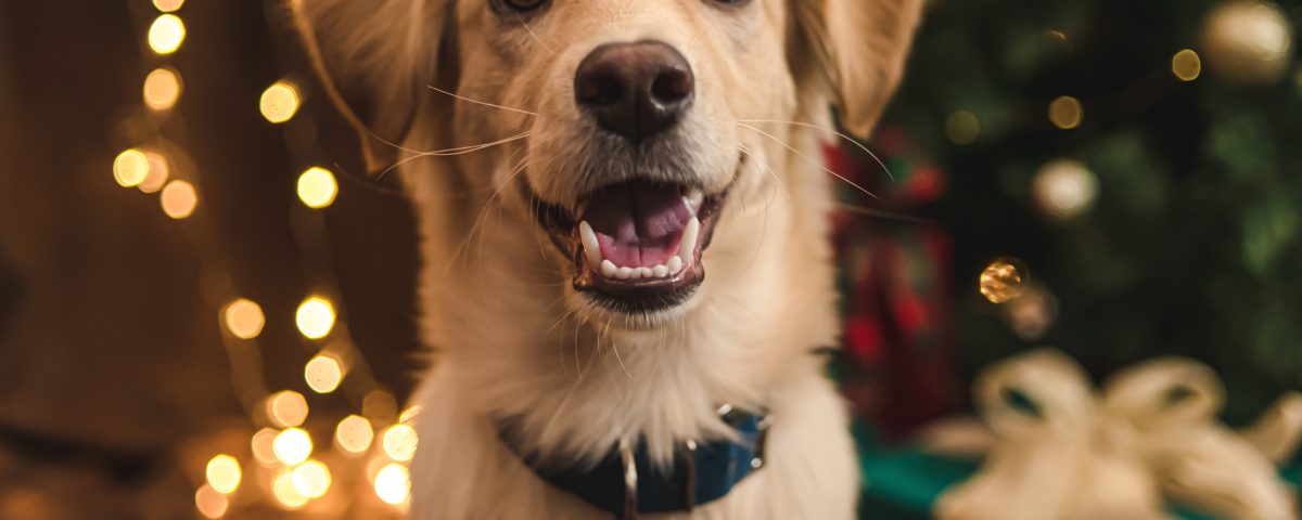 help senior pets through festive period