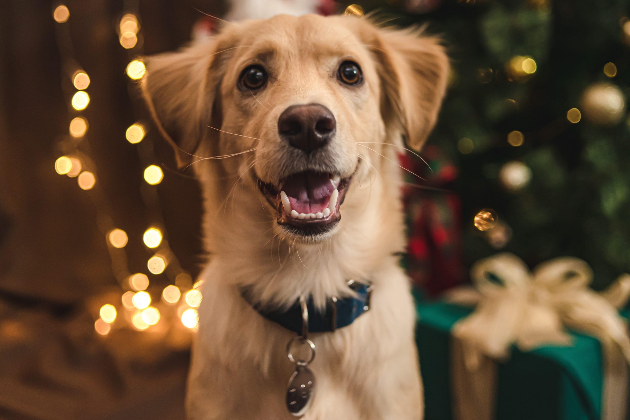 Dog standing in front of Christmas tree