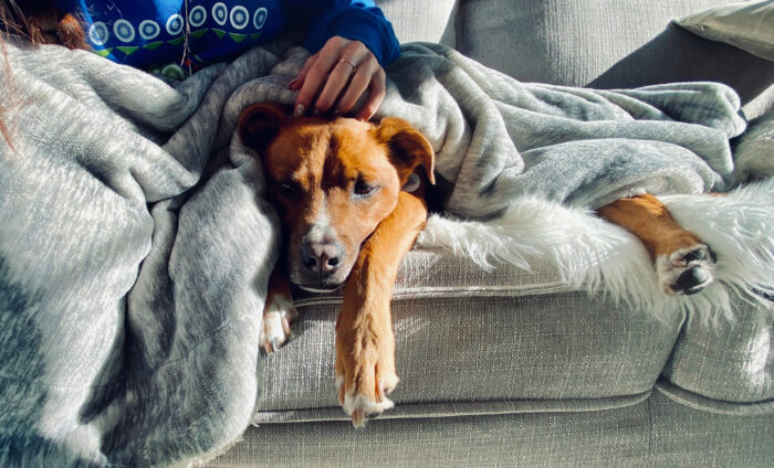 Dog being stroked under blanket