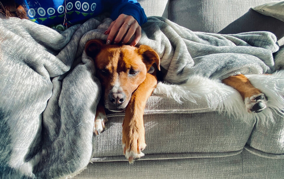 Addison's Disease - Dog under blanket on sofa