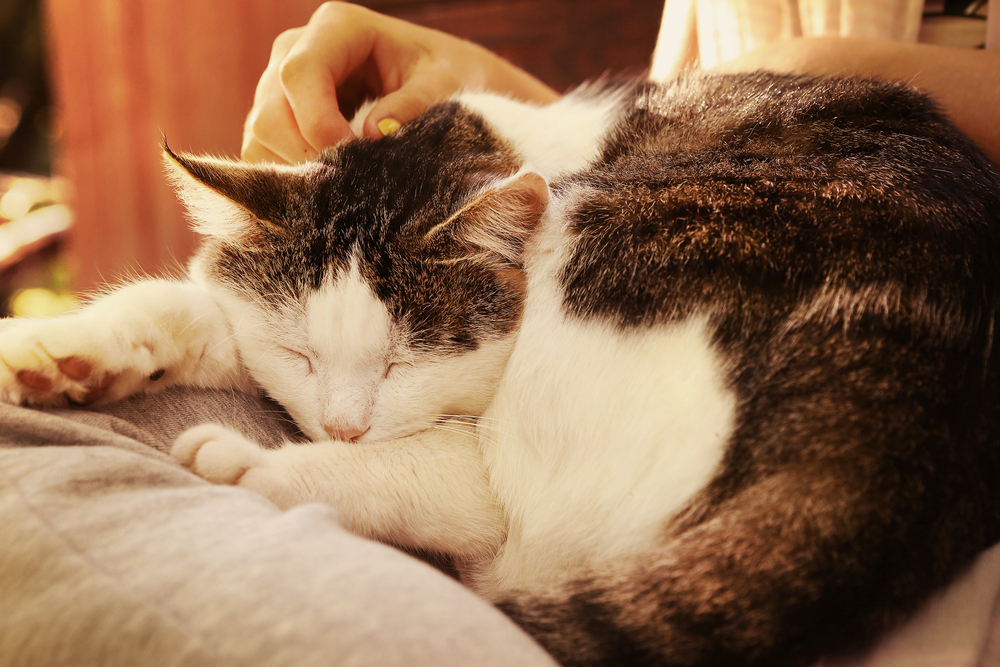 Cat with arthritis sleeping on lap