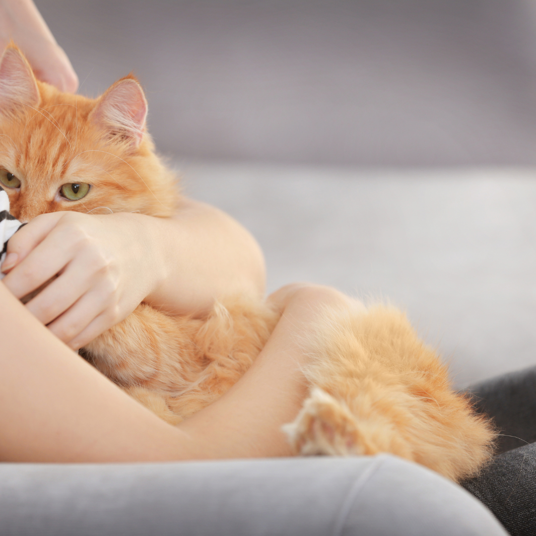 ginger and white cat being cuddled