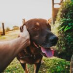 Dog in field being stroked