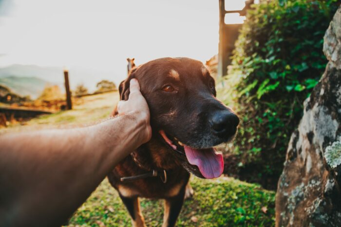 Dog in field being stroked