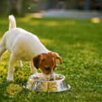 Dog drinking from bowl