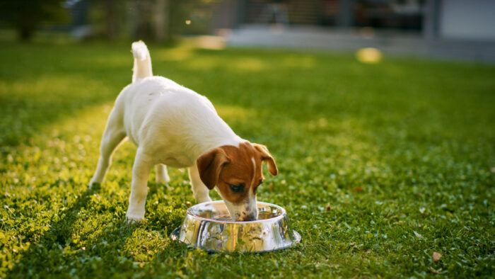 Dog drinking from bowl