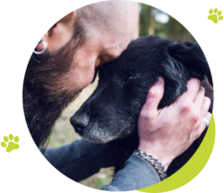 Is It Time To Consider Pet Euthanasia | Cloud 9 Vets