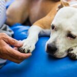 Dog laying paw in man's hand