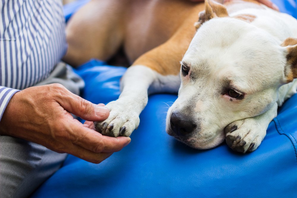 Dog laying paw in man's hand