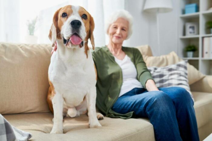 Dog sitting on sofa with old woman